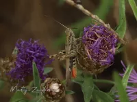 Bruine sprinkhaan [Chorthippus brunneus]
